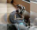 Small #1 American Pit Bull Terrier