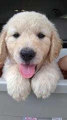 Goldendoodle Puppy for sale in CHINA SPRING, TX, USA