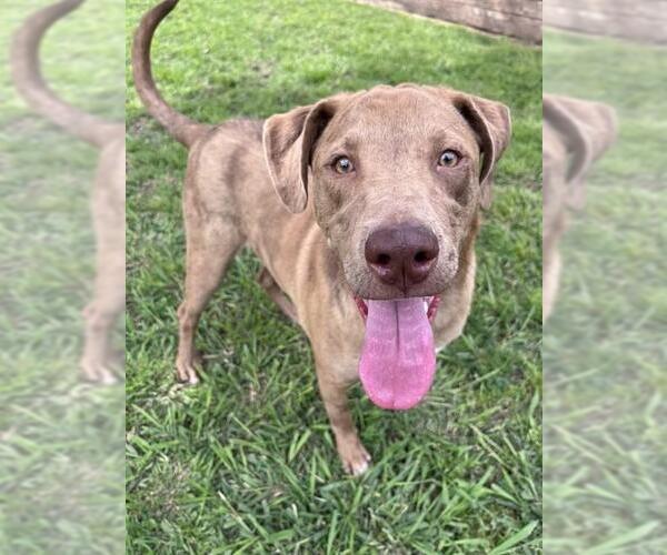 Medium Photo #3 Catahoula Leopard Dog-Unknown Mix Puppy For Sale in Plano, TX, USA