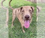 Small #2 Catahoula Leopard Dog Mix