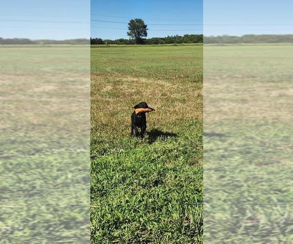 Medium Photo #11 Labrador Retriever Puppy For Sale in MERIDEN, KS, USA