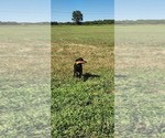 Small Photo #11 Labrador Retriever Puppy For Sale in MERIDEN, KS, USA