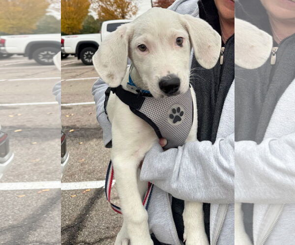 Medium Photo #4 American Pit Bull Terrier-Unknown Mix Puppy For Sale in Germantown, OH, USA