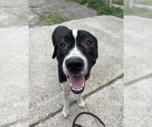 Labrador Retriever Dogs for adoption in Corpus Christi, TX, USA