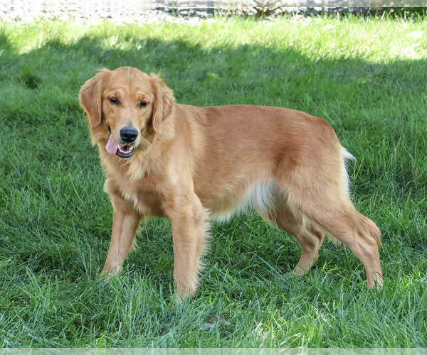 Medium Photo #4 Golden Retriever Puppy For Sale in SYRACUSE, IN, USA