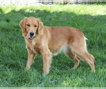 Small #3 Golden Retriever