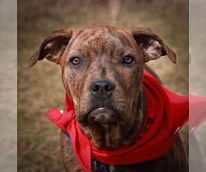 Mutt Dogs for adoption in Fort Collins, CO, USA