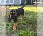 Puppy Gardner Bloodhound