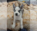 Small #8 Siberian Husky