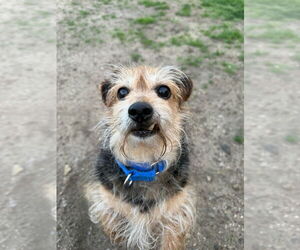 Dachshund-Unknown Mix Dogs for adoption in South Bend, IN, USA