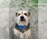 Small Dachshund Mix