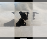 Small #2 Chi-Corgi
