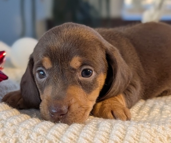 Medium Photo #13 Dachshund Puppy For Sale in GOSHEN, IN, USA