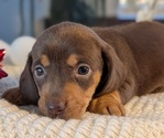 Small #12 Dachshund