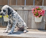 Small Photo #85 Dalmatian Puppy For Sale in GOSHEN, IN, USA
