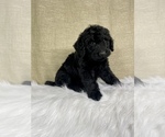 Small #9 Goldendoodle-Poodle (Standard) Mix