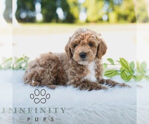 Bichpoo Puppy for sale in NEWPORT, PA, USA