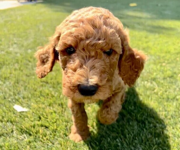 Medium Photo #1 Goldendoodle Puppy For Sale in RIVERBANK, CA, USA