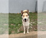 Small #1 Huskies  Mix