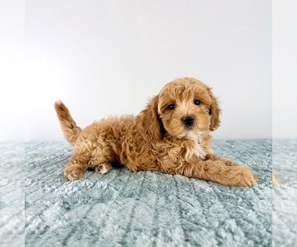 Medium Photo #2 Cavapoo (Miniature) Puppy For Sale in GREENFIELD, IN, USA