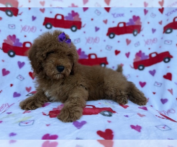 Medium Photo #4 Cock-A-Poo Puppy For Sale in LAKELAND, FL, USA