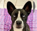 Small French Bulldog-Huskies  Mix