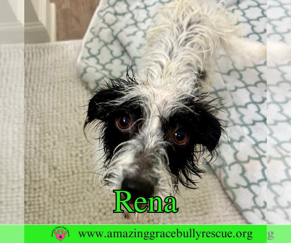 Medium Photo #1 Mutt Puppy For Sale in Pensacola, FL, USA