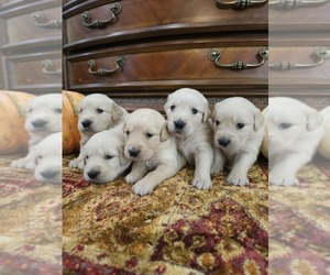 English Cream Golden Retriever Puppy for sale in ELVERTA, CA, USA