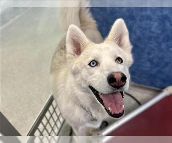 Medium Photo #1 Siberian Husky Puppy For Sale in Fort Collins, CO, USA