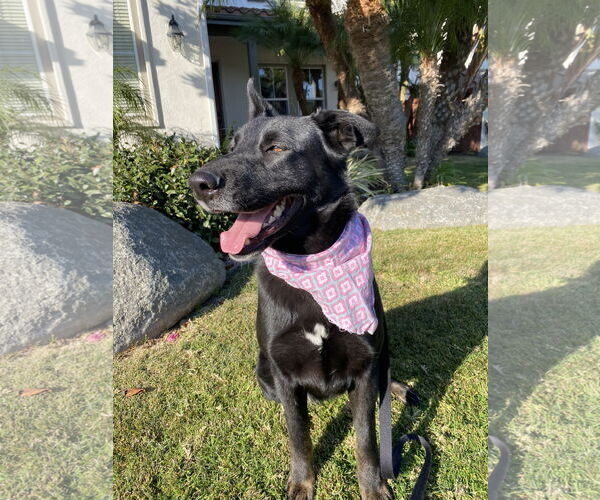 Medium Photo #5 Mutt Puppy For Sale in San Diego, CA, USA