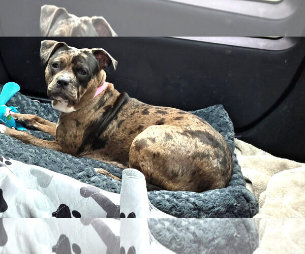 Medium Photo #3 Mutt Puppy For Sale in Rockville, MD, USA
