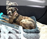 Small #2 Mutt