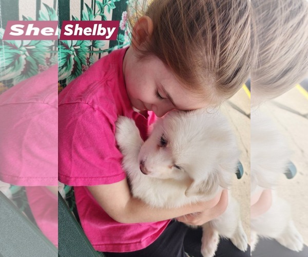 Medium Photo #3 Great Pyrenees Puppy For Sale in Marine City, MI, USA