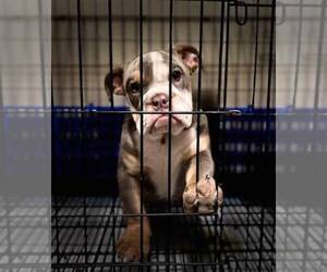 English Bulldog Puppy for sale in HOUSTON, TX, USA