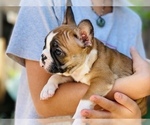 Small Photo #20 French Bulldog Puppy For Sale in FREMONT, CA, USA