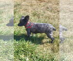 Small #1 Poodle (Miniature) Mix
