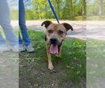 Small #1 Labrador Retriever Mix