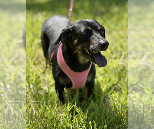Medium Photo #6 Dachshund-Unknown Mix Puppy For Sale in Weston, FL, USA