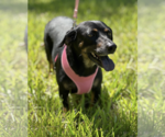 Small #5 Dachshund Mix