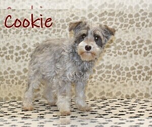 Mother of the Schnauzer (Miniature) puppies born on 03/02/2026