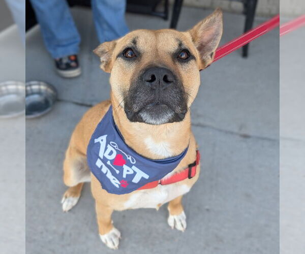 Medium Photo #2 American Pit Bull Terrier-Unknown Mix Puppy For Sale in Fargo, ND, USA