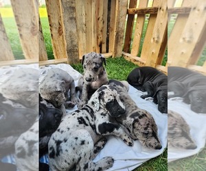 Great Dane Puppy for sale in Marchand, Manitoba, Canada