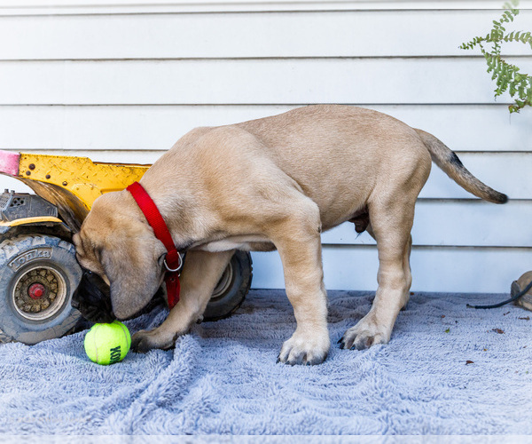 Medium Photo #5 Mastiff Puppy For Sale in WAKARUSA, IN, USA