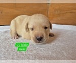 Small #25 Labrador Retriever