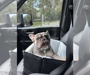 Mother of the French Bulldog puppies born on 03/03/2025