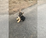 Small Photo #20 German Shepherd Dog Puppy For Sale in EAGLE CREEK, OR, USA