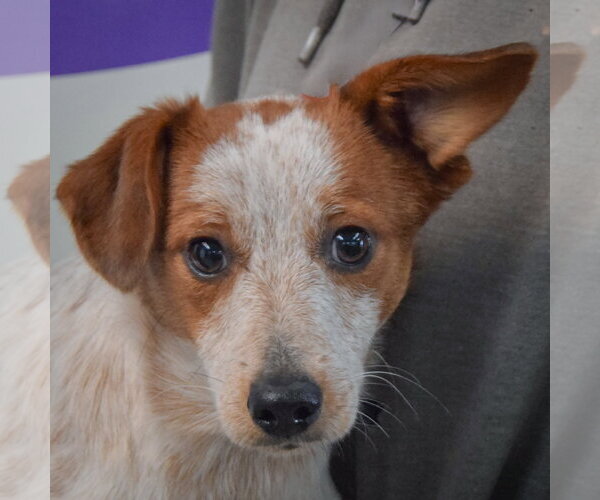 Medium Photo #1 Dachshund-Red Heeler Mix Puppy For Sale in Huntley, IL, USA