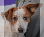 Diwali - Male Dachshund-Red Heeler Mix Dog for Adoption - Small photo