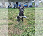 Small Photo #2 American Pit Bull Terrier-Labrador Retriever Mix Puppy For Sale in Shermans Dale, PA, USA