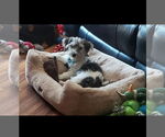 Small #2 Dachshund Mix